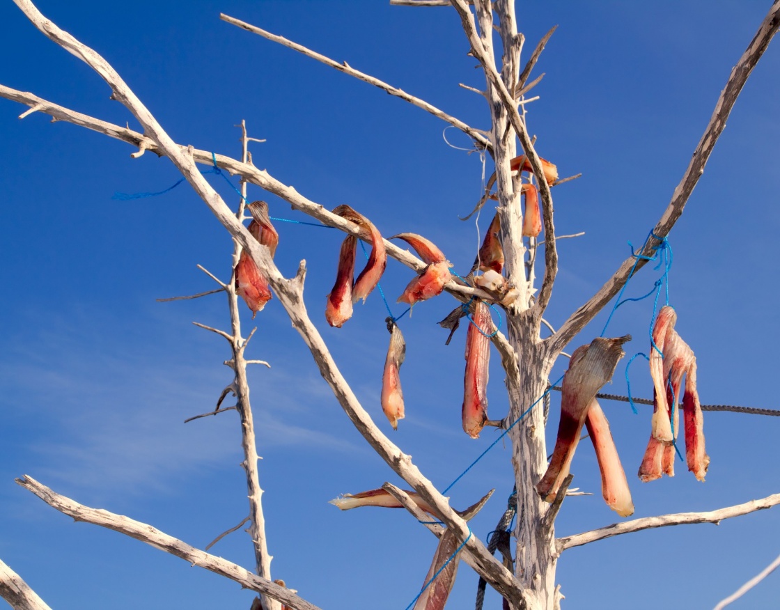 air-dried salted fish Mediterranean style on tree branches in Balearic